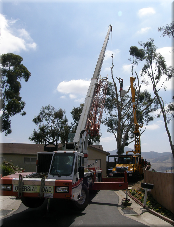 Homestead Tree Service